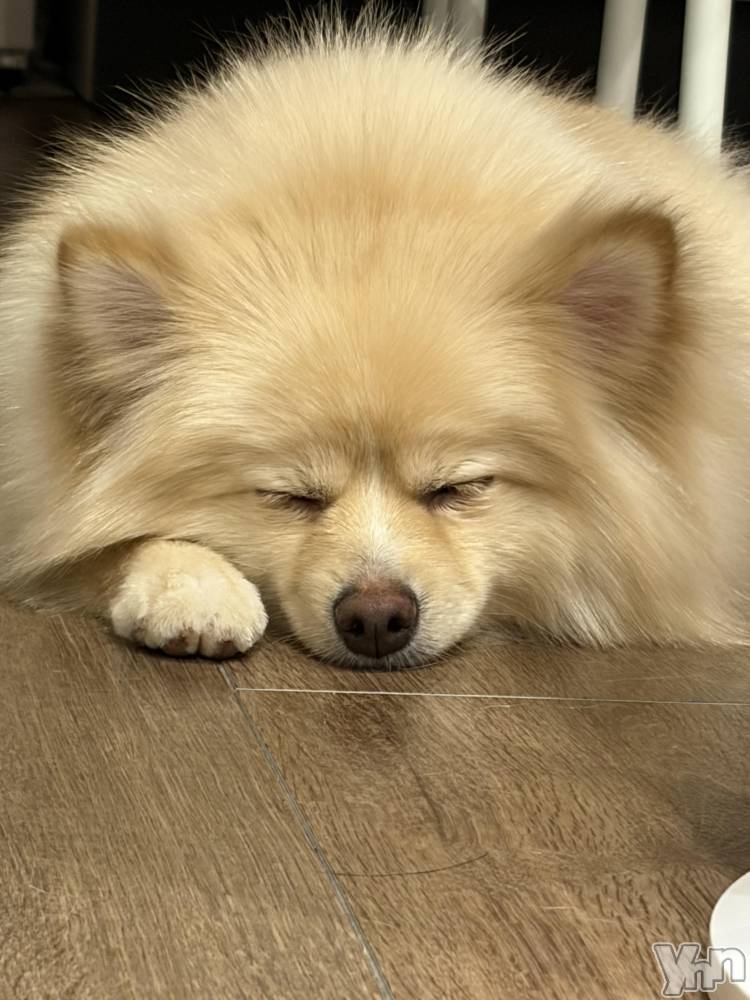 ���ܥ���Х��顦�����BRILLAR(�֥ꥸ�㡼��) ���� ɴ����7��27���̥�֥����֤����餷🐶��