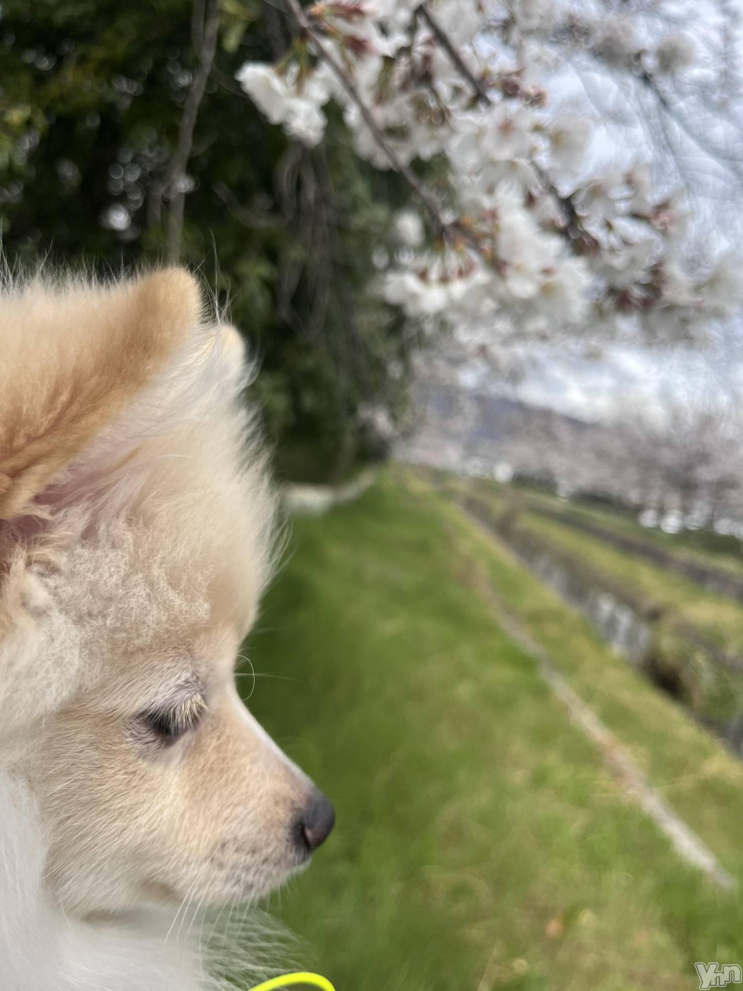 ���ܥ���Х��顦�����BRILLAR(�֥ꥸ�㡼��) ��2025ǯ5��16���̥�֥����ָ��Τ���������ϼ�����