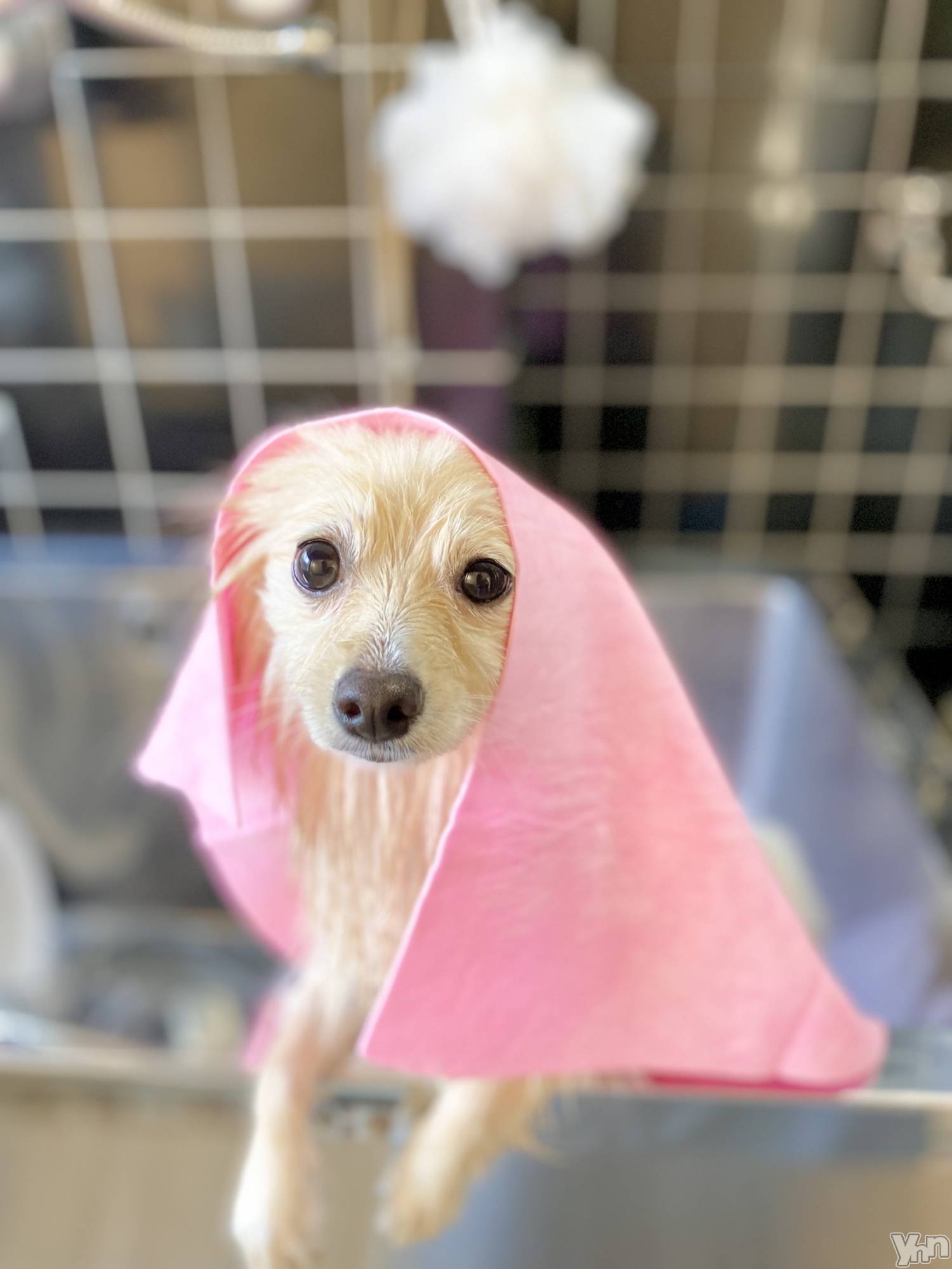 ���ܥ���Х��顦�����BRILLAR(�֥ꥸ�㡼��) ��2025ǯ8��21���̥�֥����֥ȥ�ߥ�🐶��