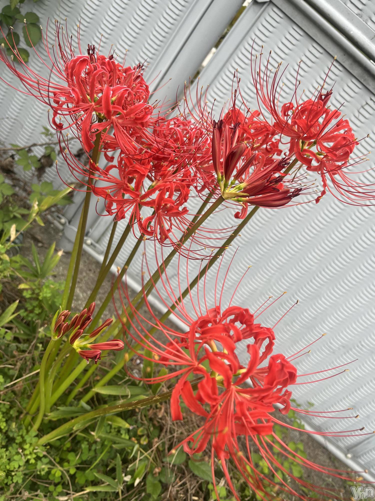 ���ܥ���Х��顦�����BRILLAR(�֥ꥸ�㡼��) ��2025ǯ9��26���̥�֥����֥ҥ���Хʺ餤�Ƥ�🥀��