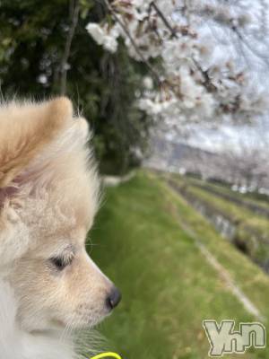 ���ܥ���Х��顦�����BRILLAR(�֥ꥸ�㡼��) ���� ɴ��(26)��5��16���̥�֥����ָ��Τ���������ϼ�����