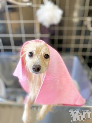 ���ܥ���Х��顦�����BRILLAR(�֥ꥸ�㡼��) ���� ɴ��(26)��8��21���̥�֥����֥ȥ�ߥ�🐶��