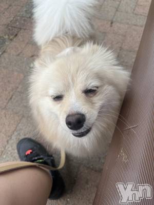 ���ܥ���Х��顦�����BRILLAR(�֥ꥸ�㡼��) ���� ɴ��(26)��9��19���̥�֥����֤ޤ̤��ʤ�����🐶🐾��