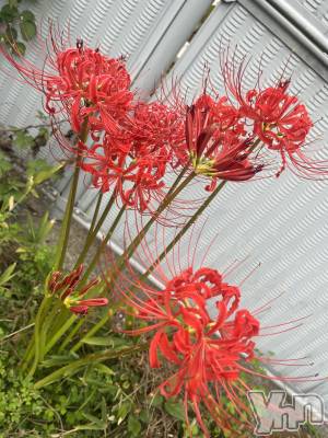 ���ܥ���Х��顦�����BRILLAR(�֥ꥸ�㡼��) ���� ɴ��(26)��9��26���̥�֥����֥ҥ���Хʺ餤�Ƥ�🥀��