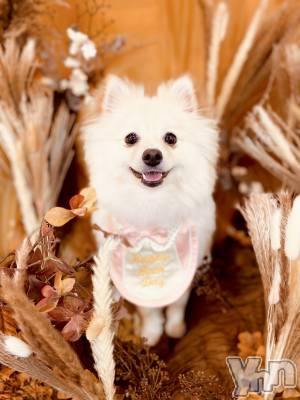 ���ܥ���Х��顦�����BRILLAR(�֥ꥸ�㡼��) ���� ɴ��(26)��11��4���̥�֥����֤С����ǡ�������🐶🐾��