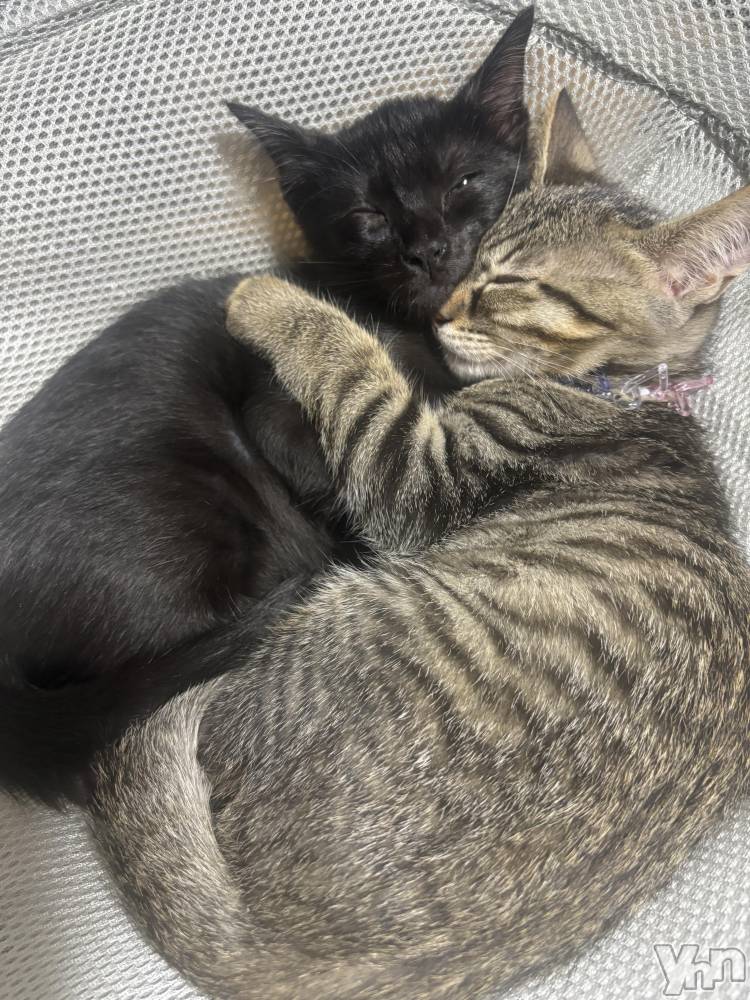 ���ܥ���Х��顦�����BRILLAR(�֥ꥸ�㡼��) �ꤵ��6��13���̥�֥����ֽ뤤��