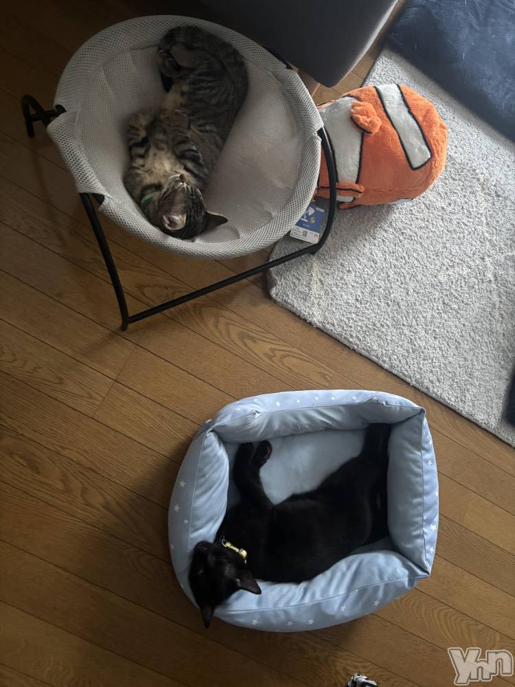 ���ܥ���Х��顦�����BRILLAR(�֥ꥸ�㡼��) �ꤵ��7��3���̥�֥�����2ɤ�Ȥ��