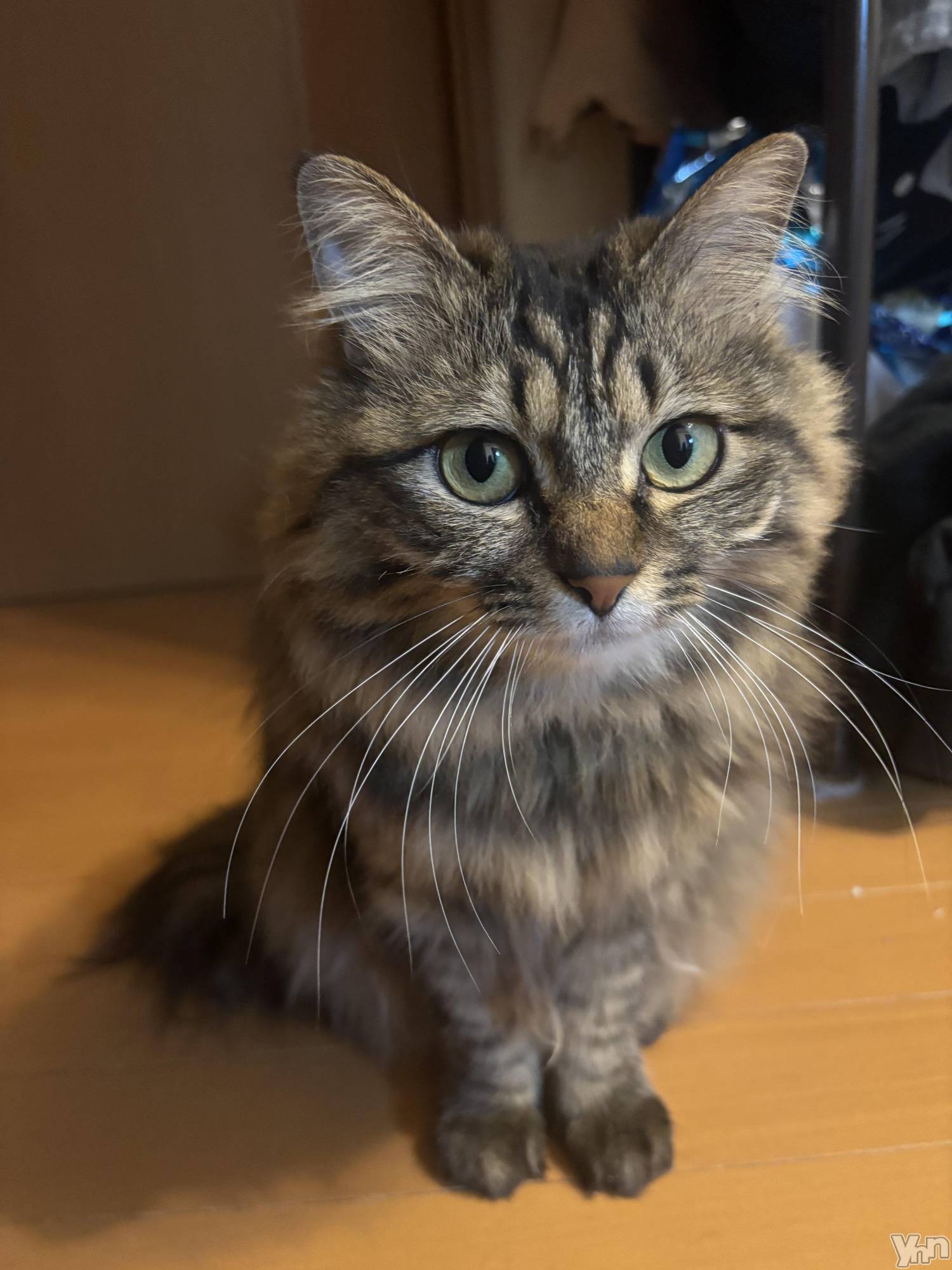 ���ܥ���Х��顦�����BRILLAR(�֥ꥸ�㡼��) ��2025ǯ4��3���̥�֥����ָ���ǭ��