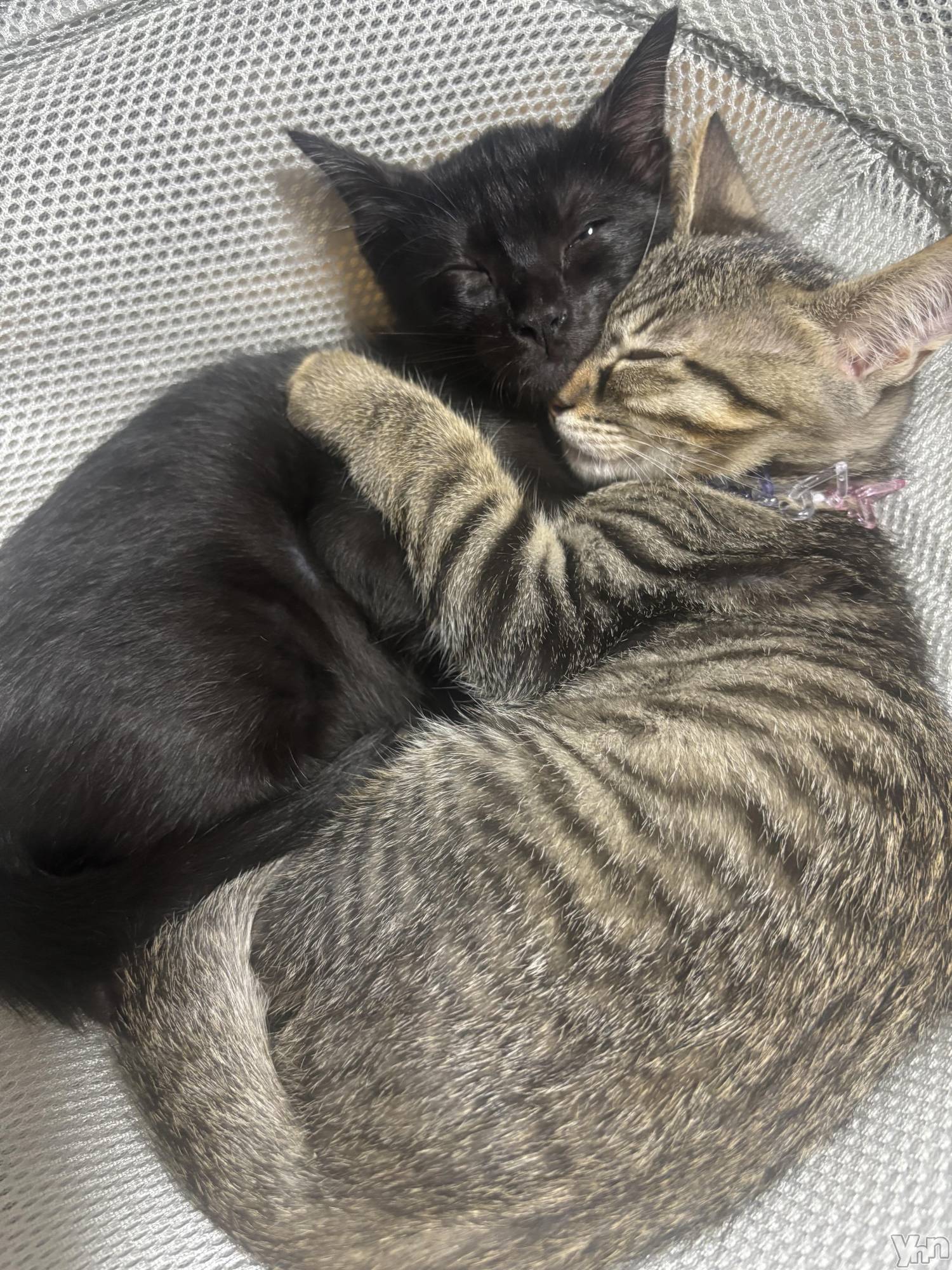 ���ܥ���Х��顦�����BRILLAR(�֥ꥸ�㡼��) ��2025ǯ6��13���̥�֥����ֽ뤤��