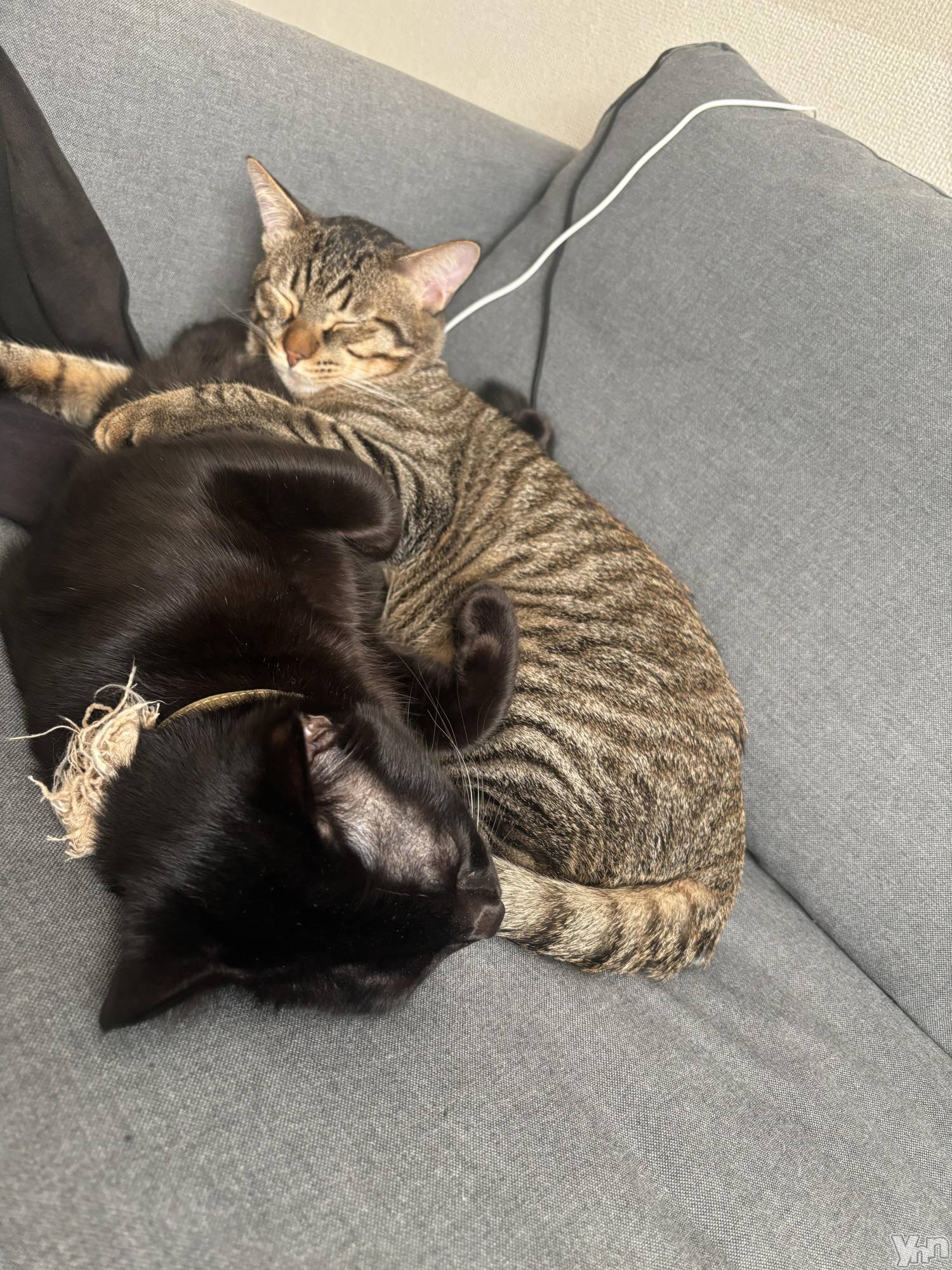 ���ܥ���Х��顦�����BRILLAR(�֥ꥸ�㡼��) ��2025ǯ12��2���̥�֥����ִ����͡�