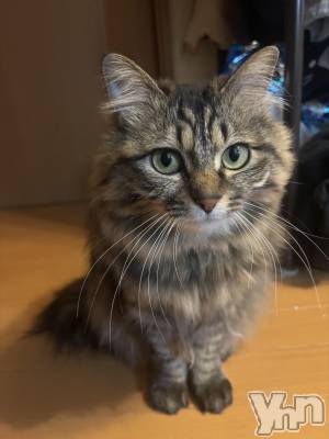 ���ܥ���Х��顦�����BRILLAR(�֥ꥸ�㡼��) �ꤵ��4��3���̥�֥����ָ���ǭ��