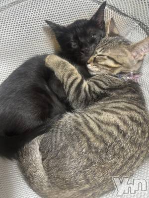 ���ܥ���Х��顦�����BRILLAR(�֥ꥸ�㡼��) �ꤵ��6��13���̥�֥����ֽ뤤��