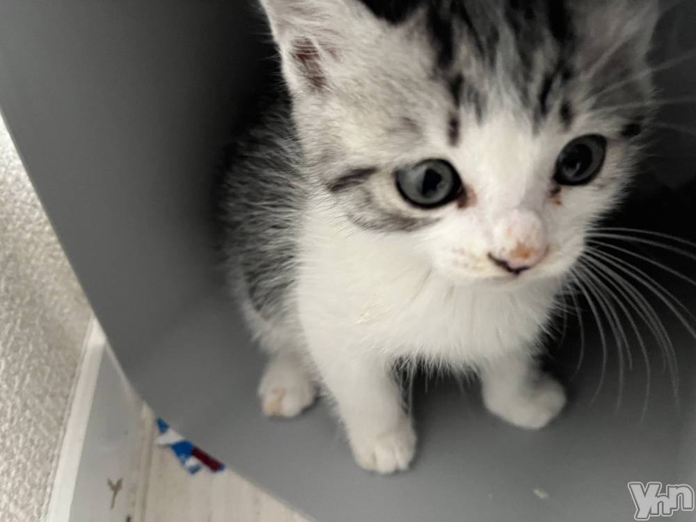 ���ܥ���Х��顦�����BRILLAR(�֥ꥸ�㡼��) �ʥʤ�6��8���̥�֥����ֿ�������²2��