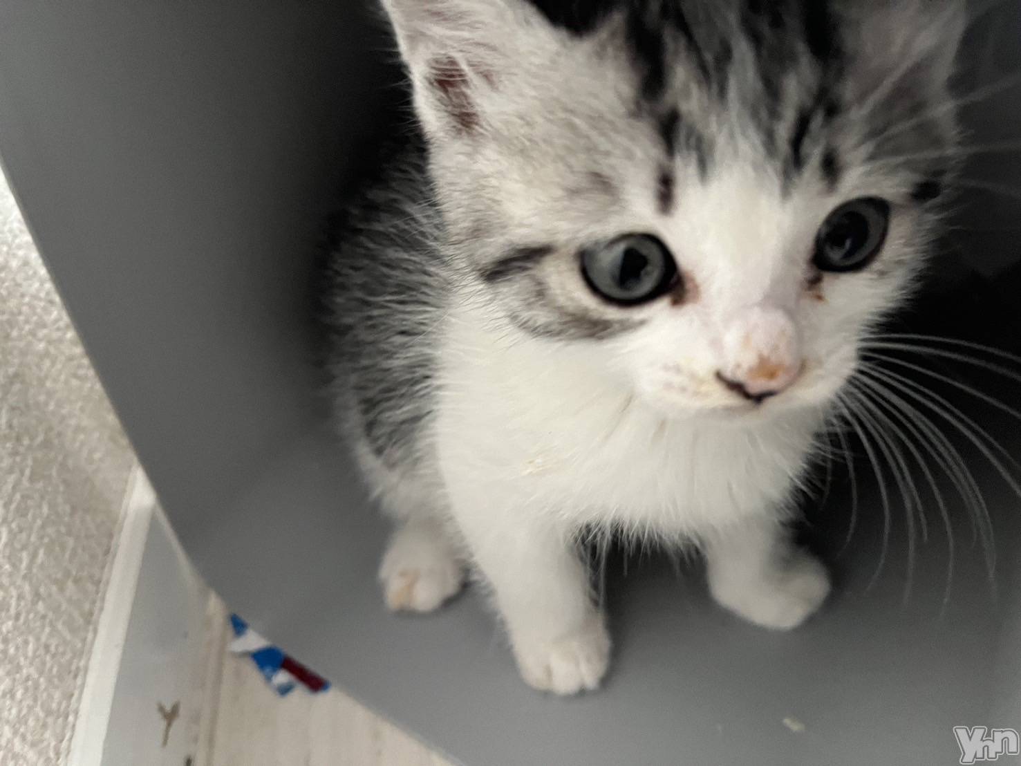 ���ܥ���Х��顦�����BRILLAR(�֥ꥸ�㡼��) ��2025ǯ6��8���̥�֥����ֿ�������²2��