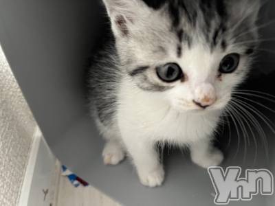 ���ܥ���Х��顦�����BRILLAR(�֥ꥸ�㡼��) �ʥ�(21)��6��8���̥�֥����ֿ�������²2��