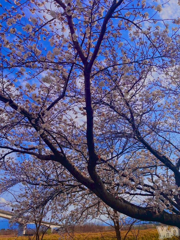 ���ܥ���Х��顦�����BRILLAR(�֥ꥸ�㡼��) �ʤʤߤ�3��31���̥�֥�����🌸#6��