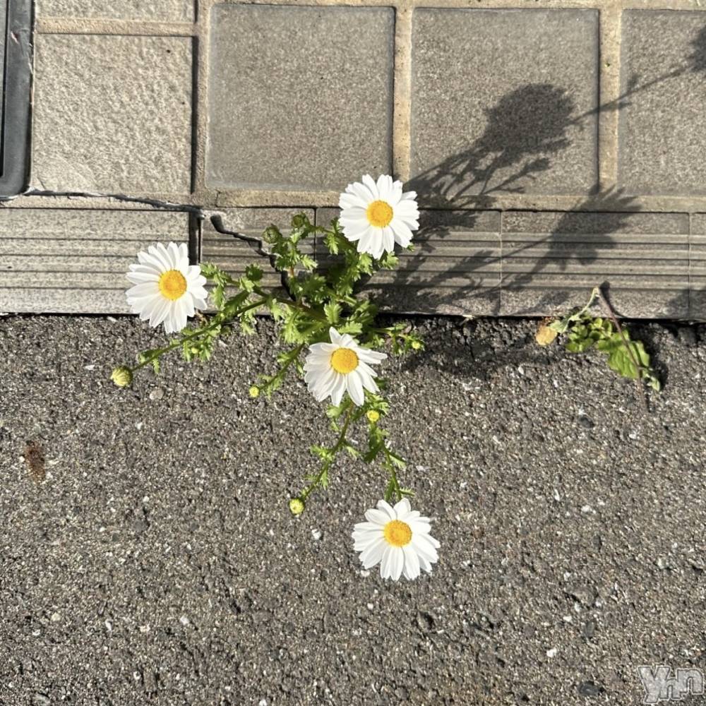 ���ܥ���Х��顦�����BRILLAR(�֥ꥸ�㡼��) �ʤʤߤ�4��20���̥�֥�����#17��