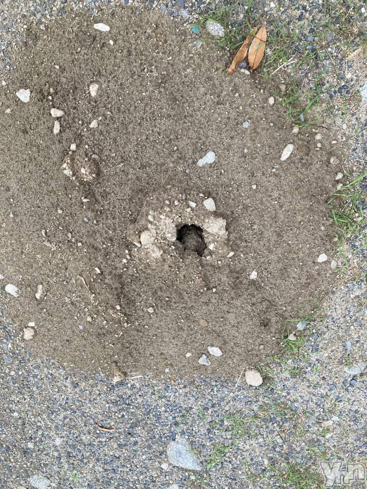 ���ܥ���Х��顦�����BRILLAR(�֥ꥸ�㡼��) �ʤʤߤ�7��13���̥�֥����֤����ޤΤʤ��ߡ�