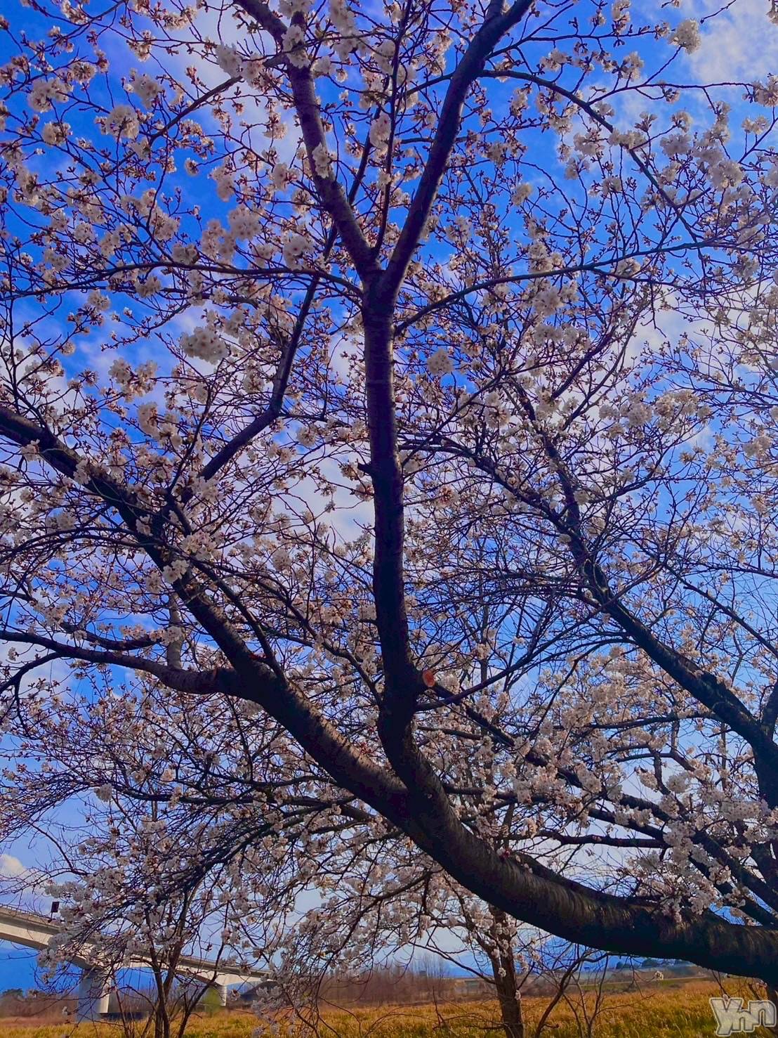 ���ܥ���Х��顦�����BRILLAR(�֥ꥸ�㡼��) ��2025ǯ3��31���̥�֥�����🌸#6��