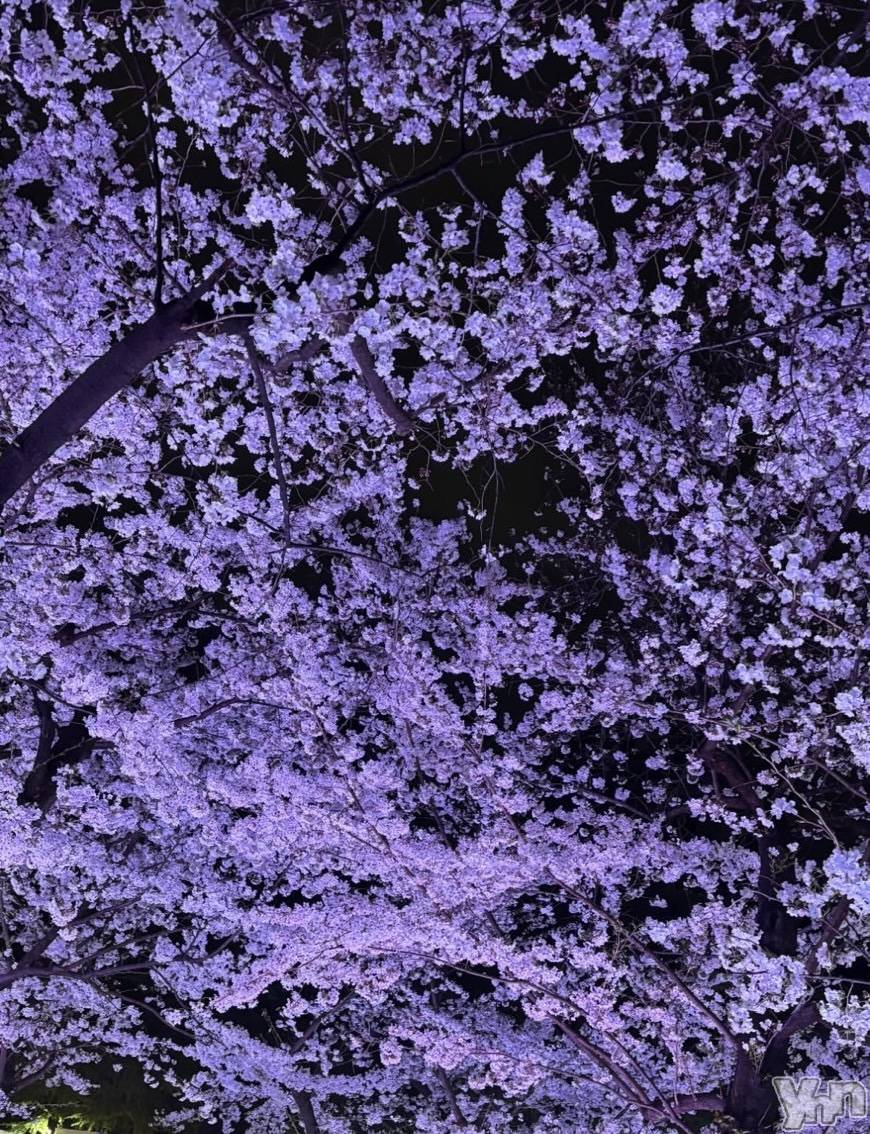 ���ܥ���Х��顦�����BRILLAR(�֥ꥸ�㡼��) ��2025ǯ4��7���̥�֥��������#8��