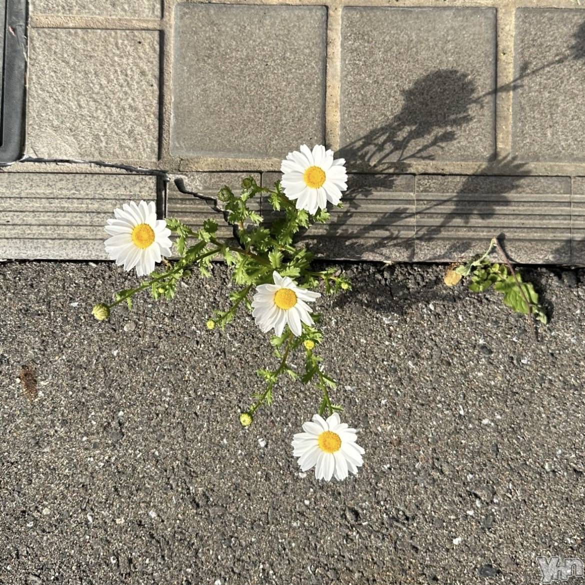 ���ܥ���Х��顦�����BRILLAR(�֥ꥸ�㡼��) ��2025ǯ4��20���̥�֥�����#17��