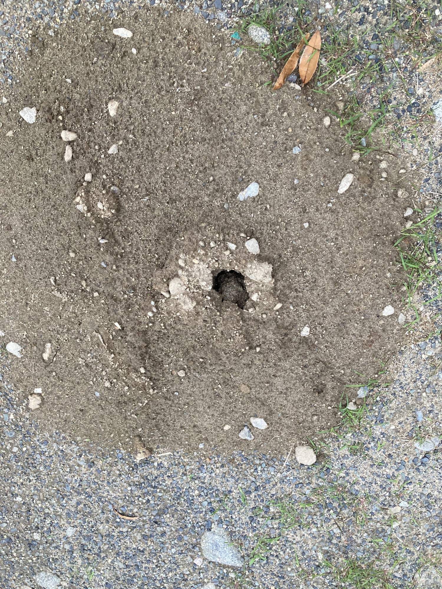 ���ܥ���Х��顦�����BRILLAR(�֥ꥸ�㡼��) ��2025ǯ7��13���̥�֥����֤����ޤΤʤ��ߡ�