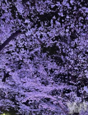 ���ܥ���Х��顦�����BRILLAR(�֥ꥸ�㡼��) �ʤʤߤ�4��7���̥�֥��������#8��