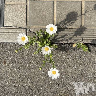 ���ܥ���Х��顦�����BRILLAR(�֥ꥸ�㡼��) �ʤʤߤ�4��20���̥�֥�����#17��