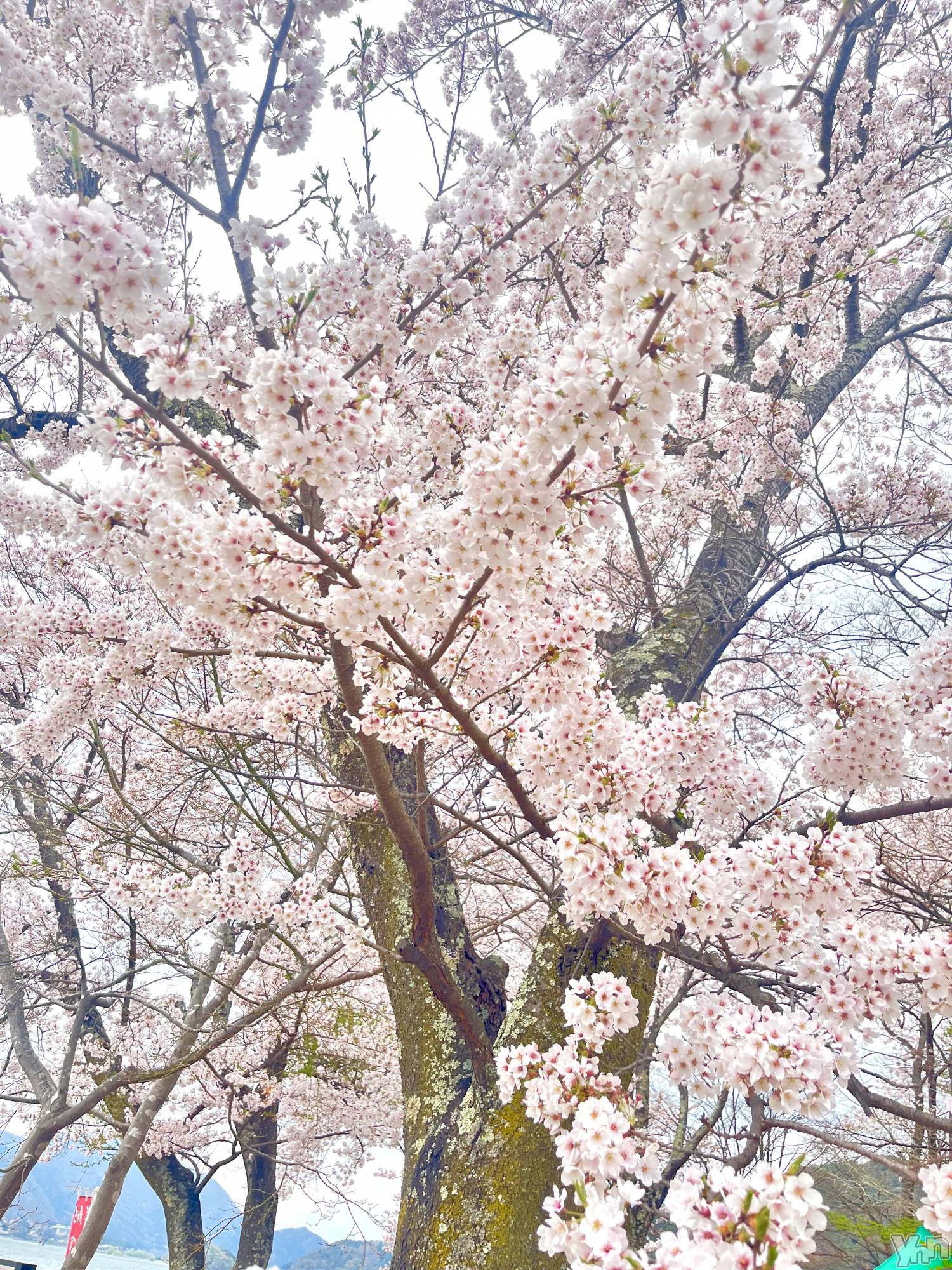 ���ܥ���Х��顦�����BRILLAR(�֥ꥸ�㡼��) ��2025ǯ4��22���̥�֥�����🤍��