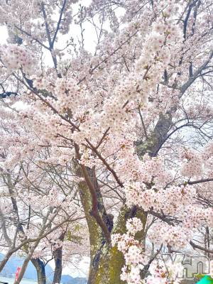 ���ܥ���Х��顦�����BRILLAR(�֥ꥸ�㡼��) �椭��4��22���̥�֥�����🤍��