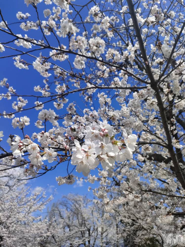 ���ܥ���Х��顦�����BRILLAR(�֥ꥸ�㡼��) ������4��6���̥�֥�����🌸🫧💗��