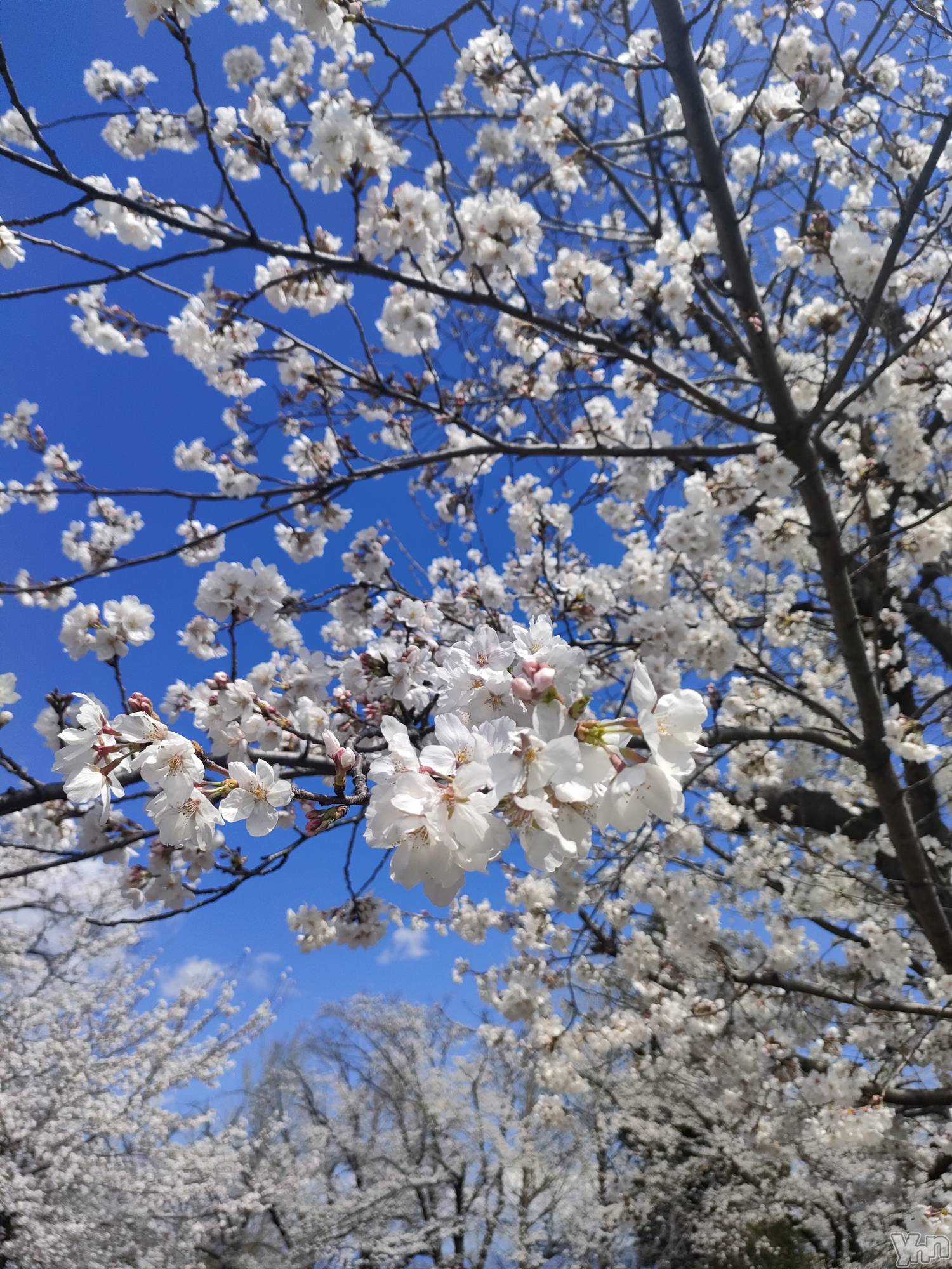 ���ܥ���Х��顦�����BRILLAR(�֥ꥸ�㡼��) ��2025ǯ4��6���̥�֥�����🌸🫧💗��