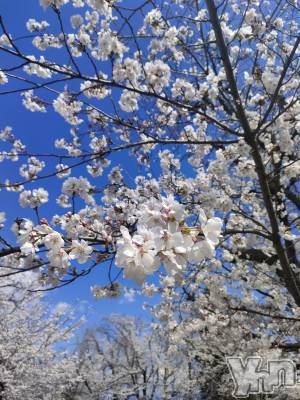 ���ܥ���Х��顦�����BRILLAR(�֥ꥸ�㡼��) ������4��6���̥�֥�����🌸🫧💗��