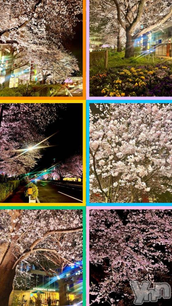 甲府デリヘル甲府人妻城(コウフヒトヅマジョウ) りえ(43)の3月31日写メブログ「夜桜🌸🌸🌸からの4月シフト☺️」