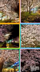 甲府デリヘル甲府人妻城(コウフヒトヅマジョウ) りえ(43)の3月31日写メブログ「夜桜🌸🌸🌸からの4月シフト☺️」