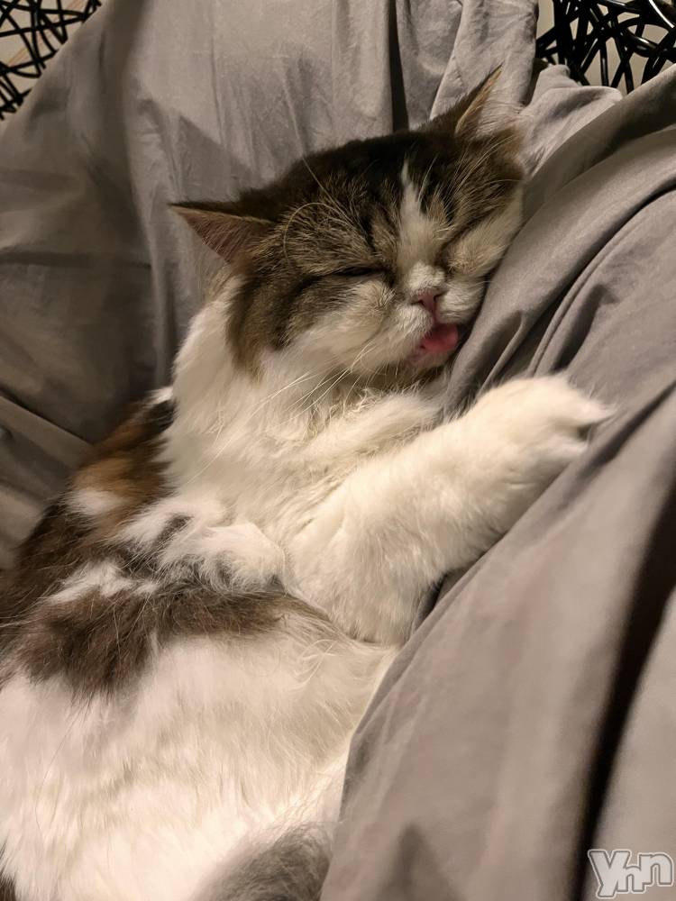 ���ܥ���Х��顦�����CLUB WONDER(����� ������) ��ë ���ۤ�5��3���̥�֥�����ǭ�ˤʤꤿ����