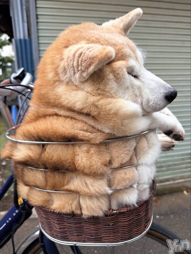 ���ܥ���Х��顦�����CLUB WONDER(����� ������) ��ë ���ۤ�11��11���̥�֥�����2025.11/11��