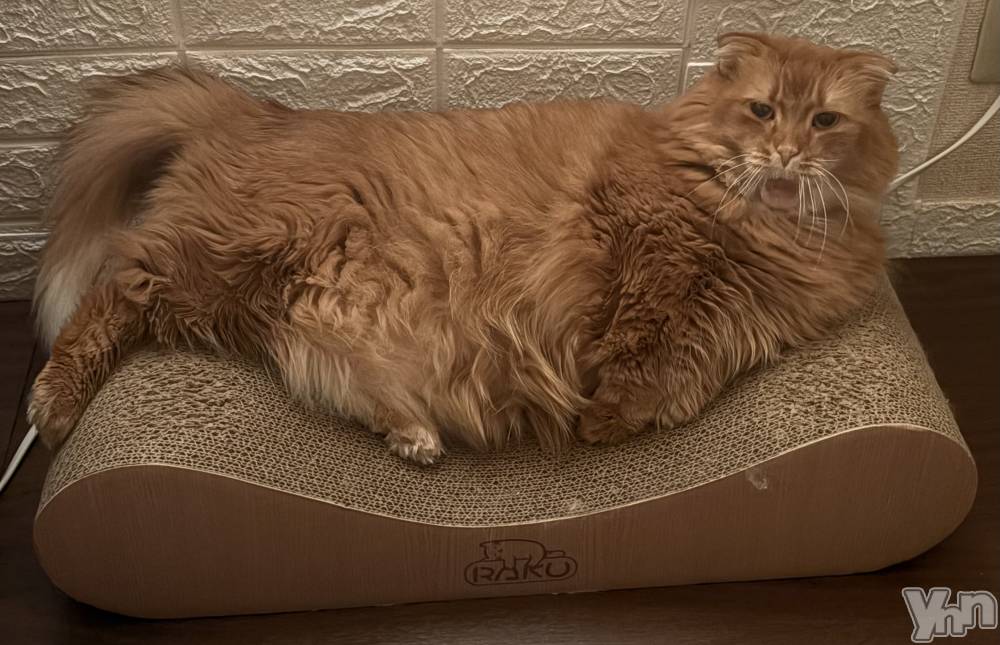 ���ܥ���Х��顦�����CLUB WONDER(����� ������) ��ë ���ۤ�11��14���̥�֥�����2025.11/14��