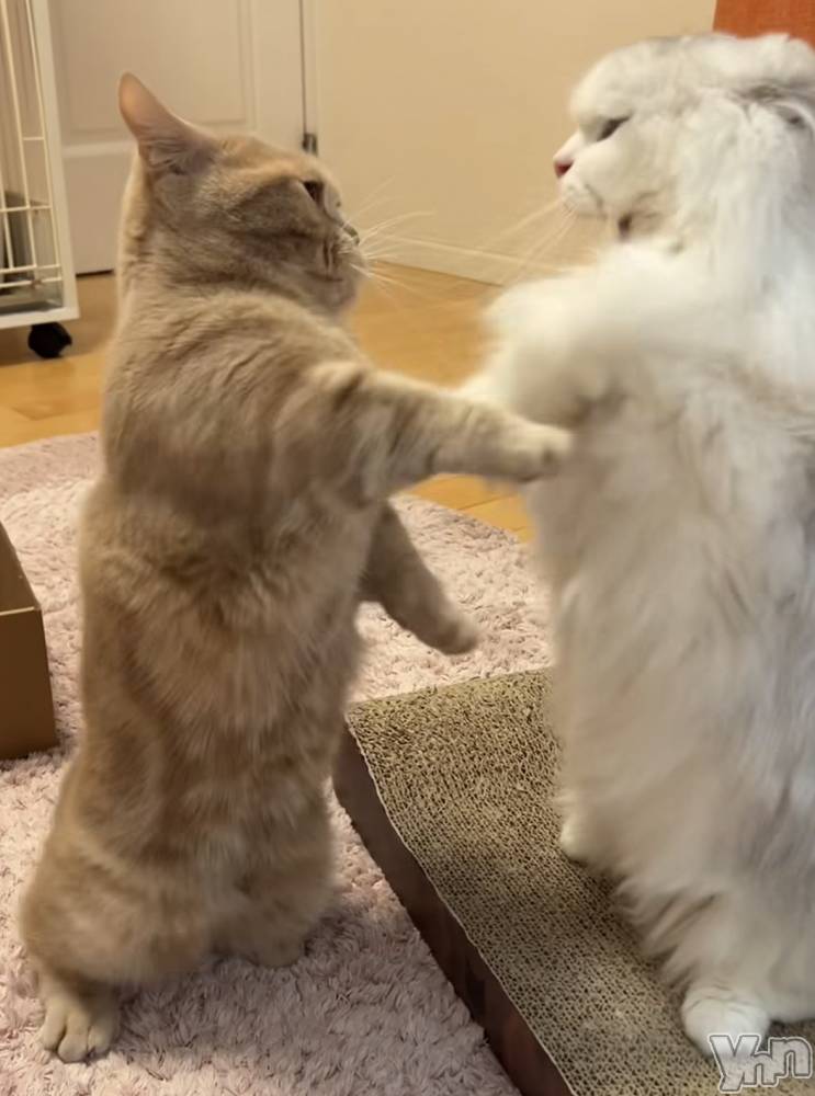 ���ܥ���Х��顦�����CLUB WONDER(����� ������) ��ë ���ۤ�3��11���̥�֥�����2026.3/11��