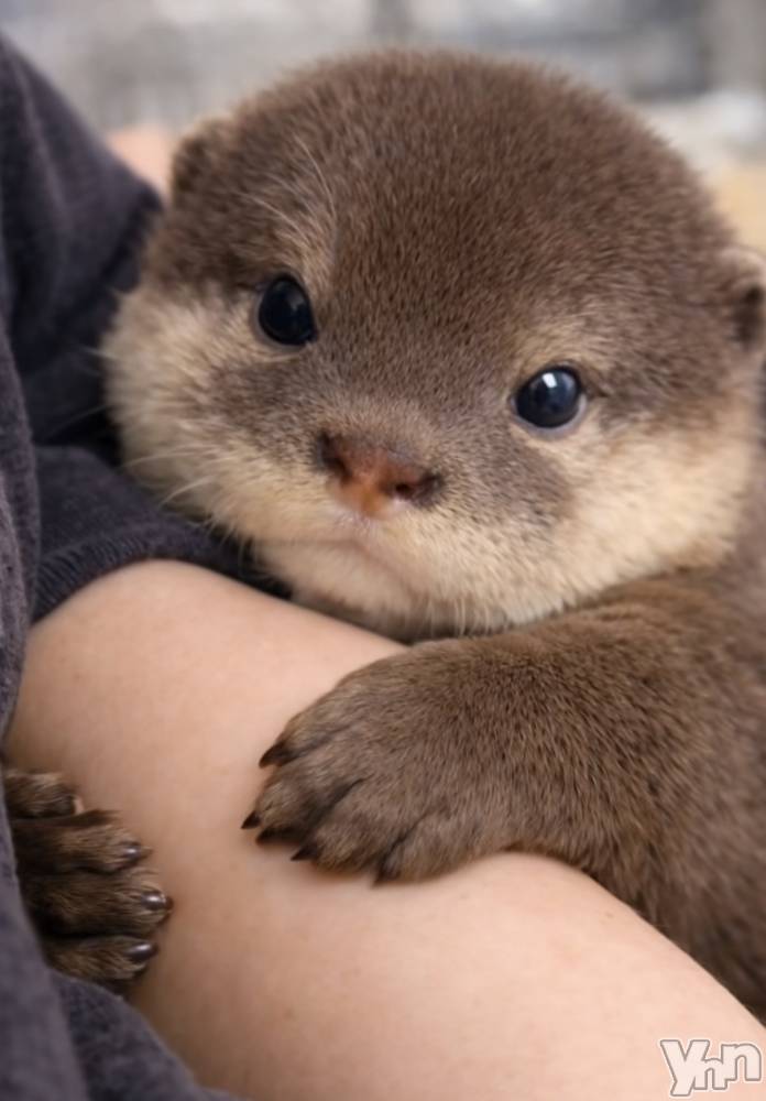 ���ܥ���Х��顦�����CLUB WONDER(����� ������) ��ë ���ۤ�3��31���̥�֥�����2026.3/31��