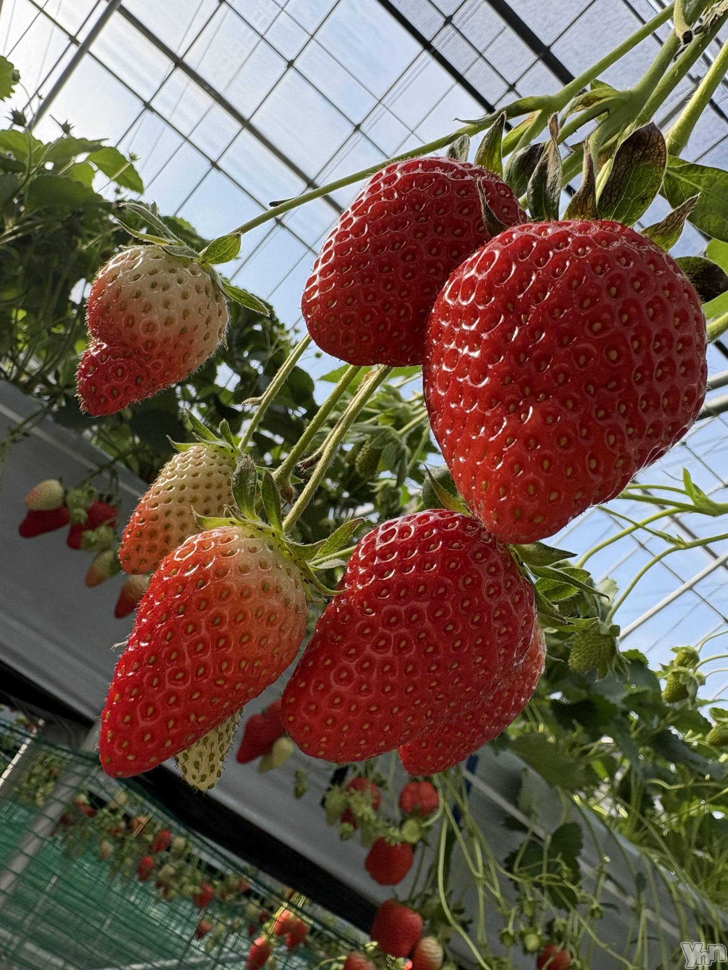 ���ܥ���Х��顦�����CLUB WONDER(����� ������) ��2025ǯ4��5���̥�֥����� ����������🍓��