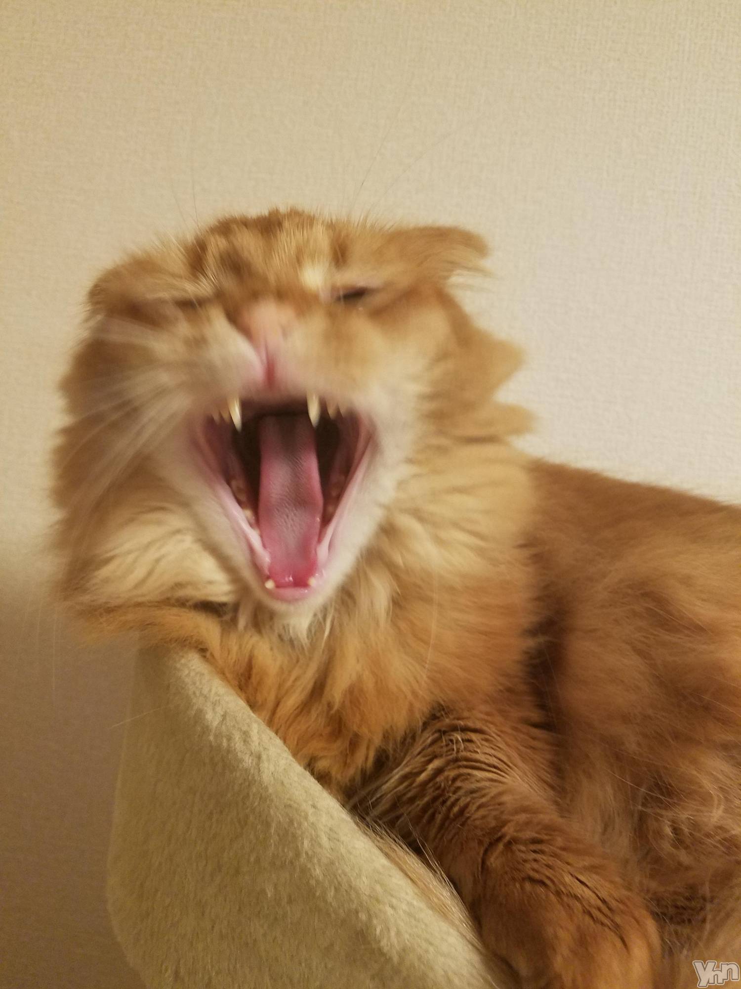 ���ܥ���Х��顦�����CLUB WONDER(����� ������) ��2025ǯ4��18���̥�֥����ּ�ǯ�����☺️☺️��