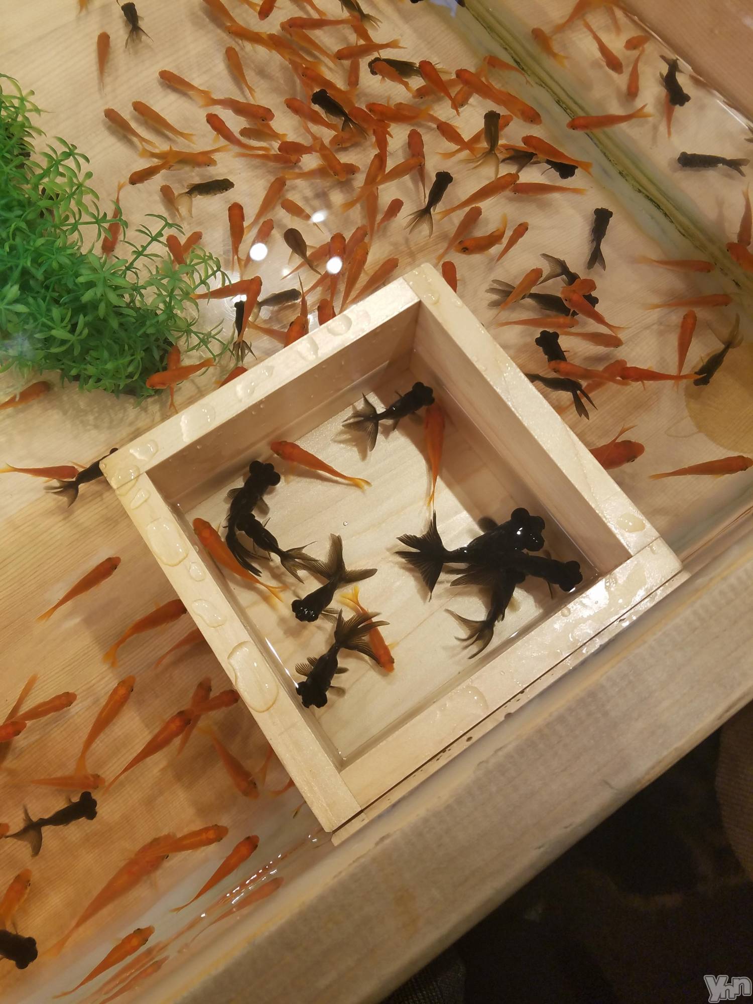 ���ܥ���Х��顦�����CLUB WONDER(����� ������) ��2025ǯ5��10���̥�֥����ֶ����������