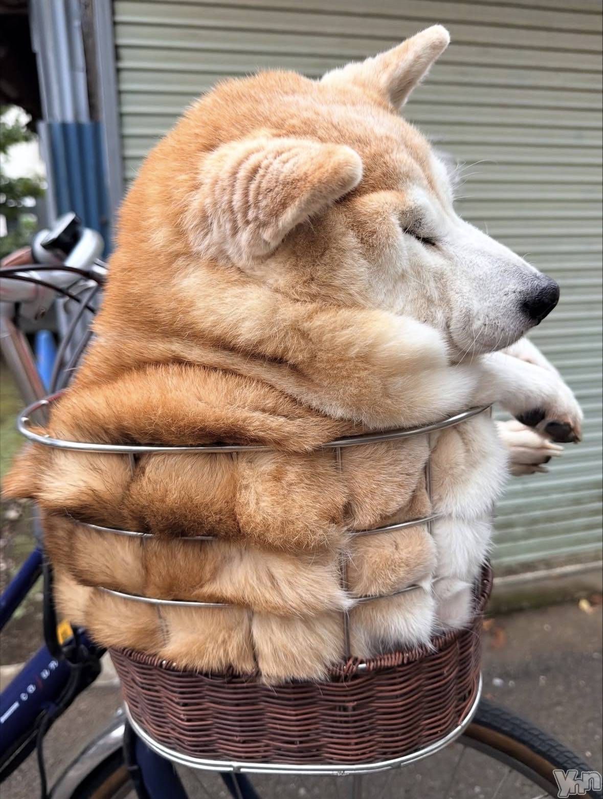 ���ܥ���Х��顦�����CLUB WONDER(����� ������) ��2025ǯ11��11���̥�֥�����2025.11/11��