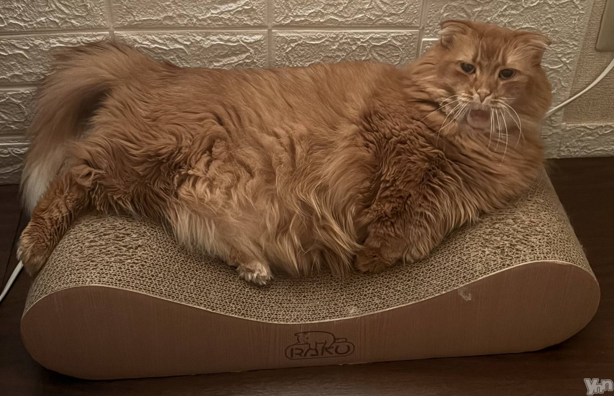 ���ܥ���Х��顦�����CLUB WONDER(����� ������) ��2025ǯ11��14���̥�֥�����2025.11/14��