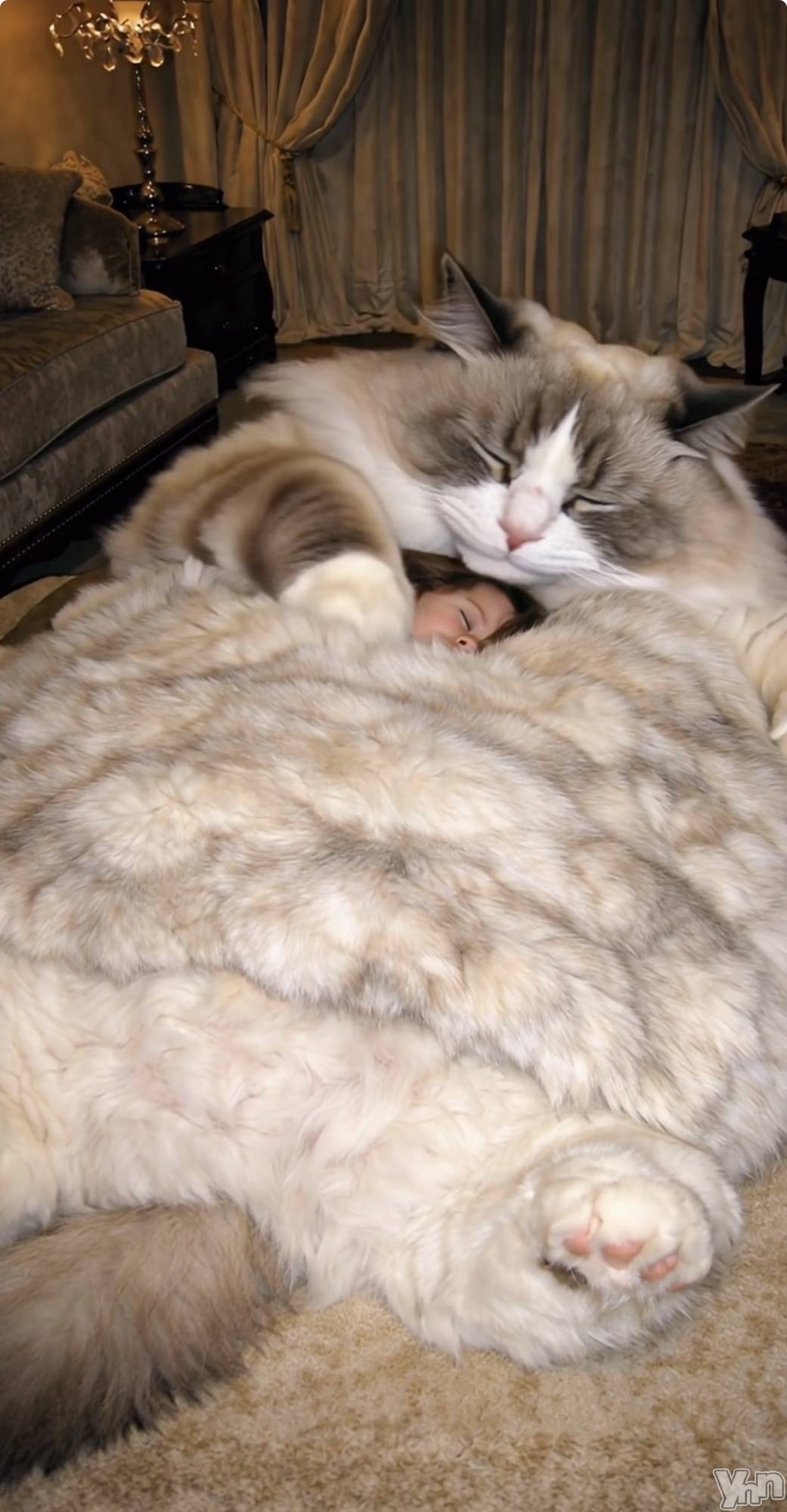 ���ܥ���Х��顦�����CLUB WONDER(����� ������) ��2026ǯ1��20���̥�֥�����2026.1/20��