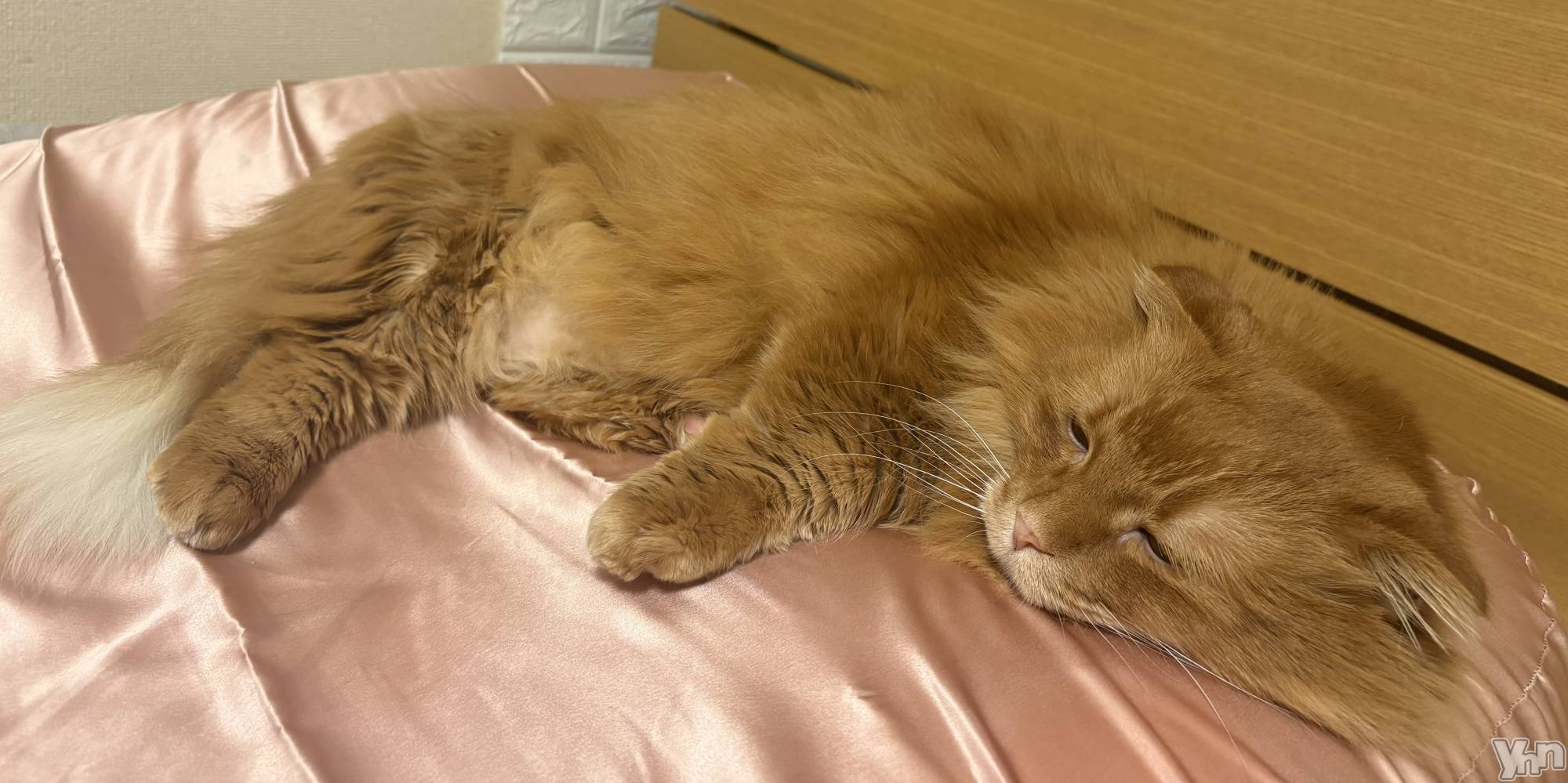 ���ܥ���Х��顦�����CLUB WONDER(����� ������) ��2026ǯ2��12���̥�֥�����2026.2/12��