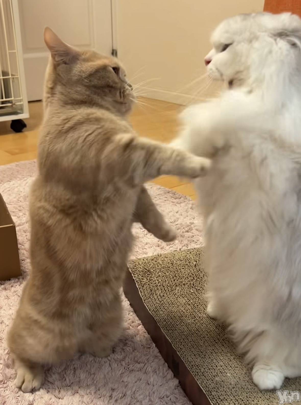 ���ܥ���Х��顦�����CLUB WONDER(����� ������) ��2026ǯ3��11���̥�֥�����2026.3/11��