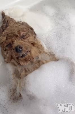 ���ܥ���Х��顦�����CLUB WONDER(����� ������) ��ë ���ۤ�8��22���̥�֥�������������🐶💖��