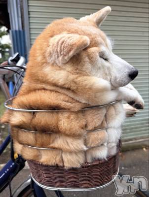 ���ܥ���Х��顦�����CLUB WONDER(����� ������) ��ë ���ۤ�11��11���̥�֥�����2025.11/11��